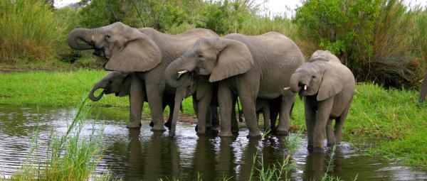 Ulusaba Rock Lodge - 138657