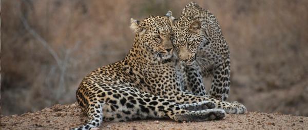 Ulusaba Rock Lodge - 138667