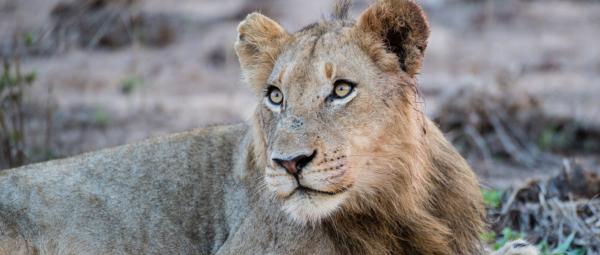 Ulusaba Safari Lodge - 138681