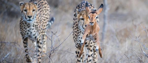 Ulusaba Safari Lodge - 138682