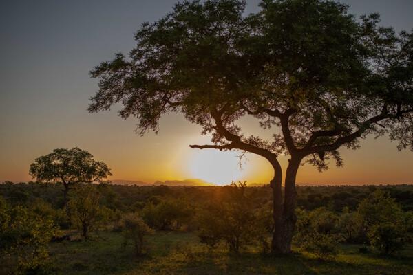 Bateleur Safari Camp - 139347