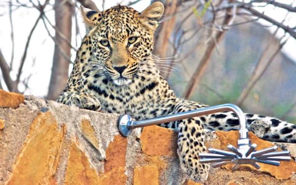 Leopard Hills Private Game Reserve - 139715