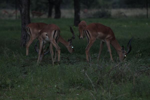 Manyane Resort - 140759