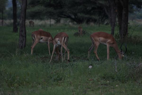 Manyane Resort - 140760
