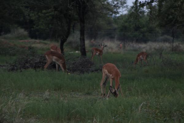 Manyane Resort - 140761