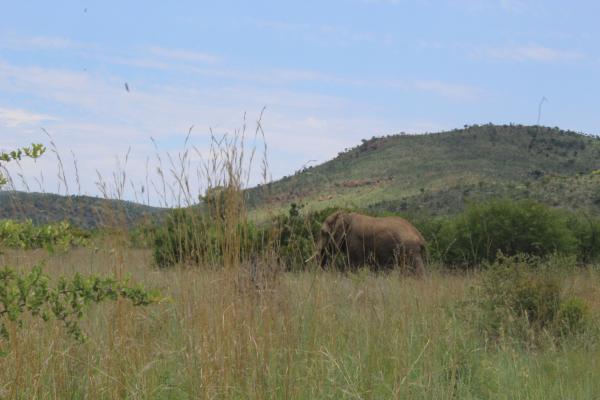 Manyane Resort - 140764
