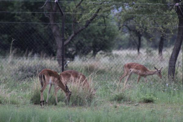 Manyane Resort - 140765