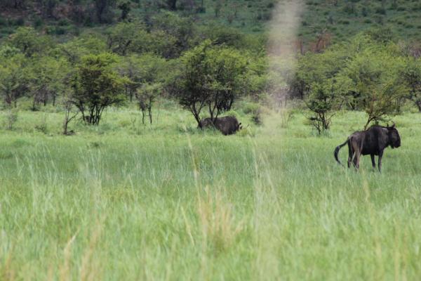 Manyane Resort - 140769