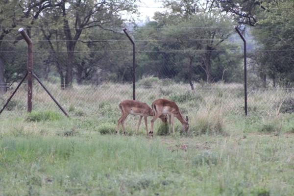 Manyane Resort - 140770