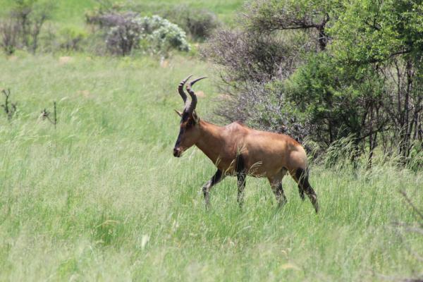 Manyane Resort - 140772