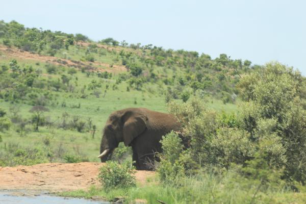 Manyane Resort - 140773