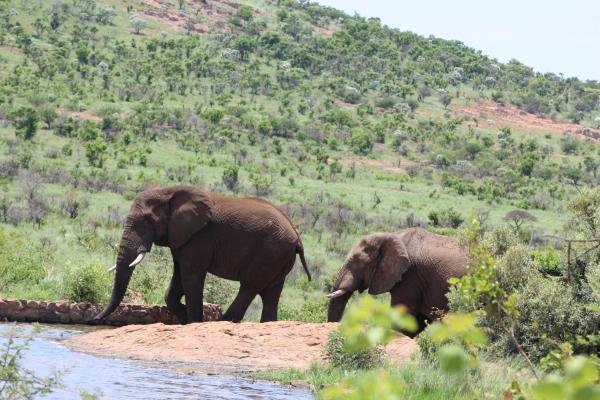 Manyane Resort - 140775