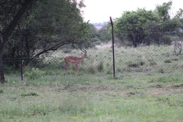 Manyane Resort - 140776