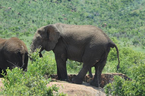 Manyane Resort - 140777