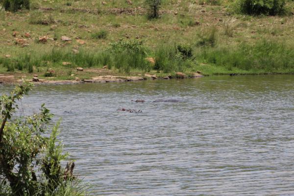 Manyane Resort - 140778