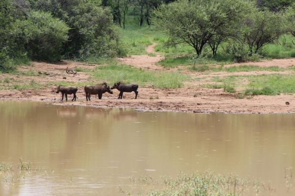 Manyane Resort - 140789