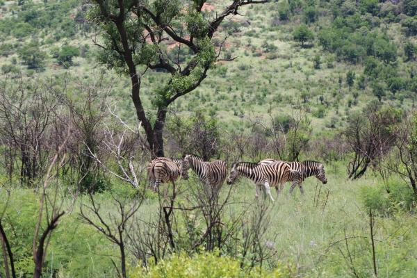 Manyane Resort - 140795