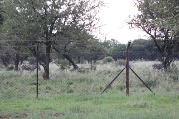 Manyane Resort - 140796