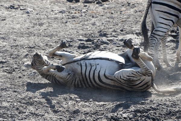 Hwange Safari Lodge - 141007