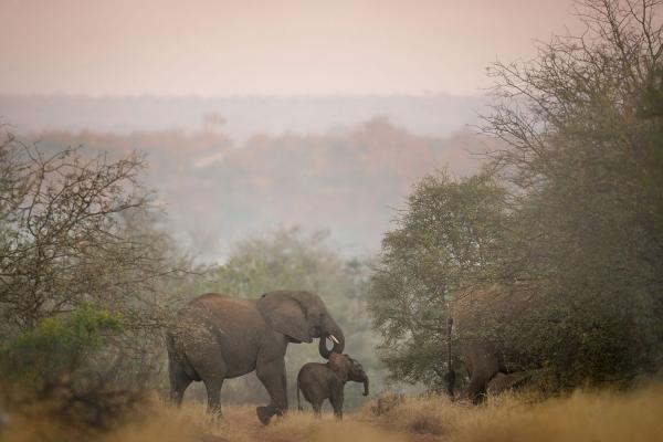 Tanda Tula Safari Camps - 141276