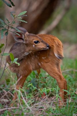 Tanda Tula Safari Camps - 141277