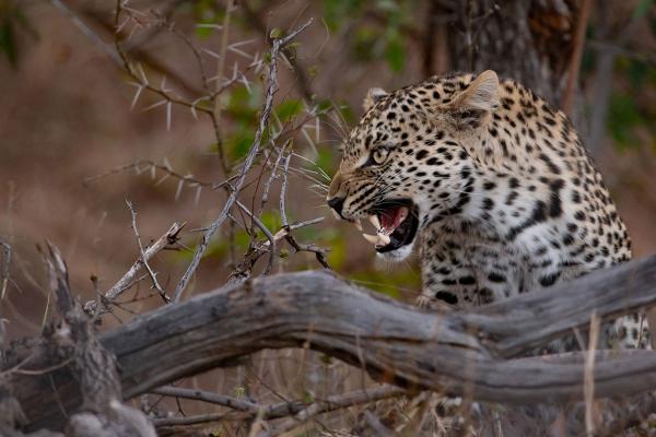 Tanda Tula Safari Camps - 141278