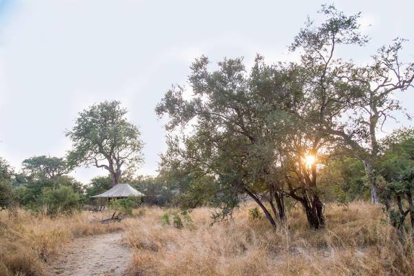 Tanda Tula Safari Camps - 141285