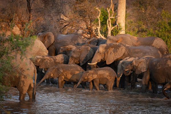 Tanda Tula Safari Camps - 141294