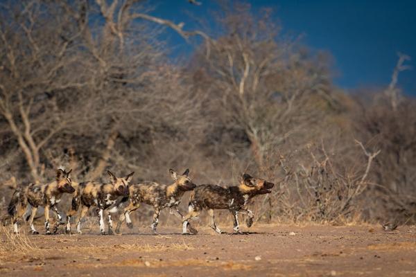 Tanda Tula Safari Camps - 141295