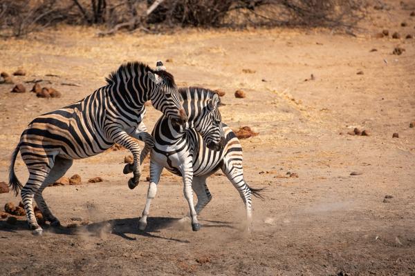 Tanda Tula Safari Camps - 141296