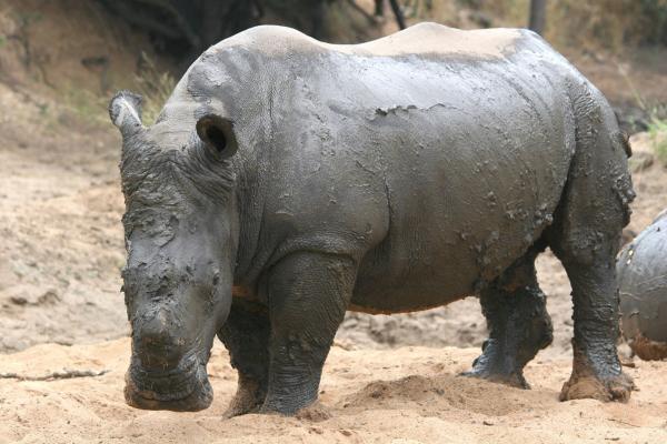 Rhino