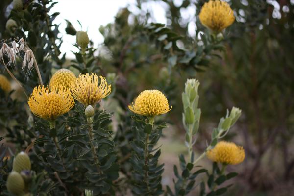 Knorhoek Guesthouse Nature Views