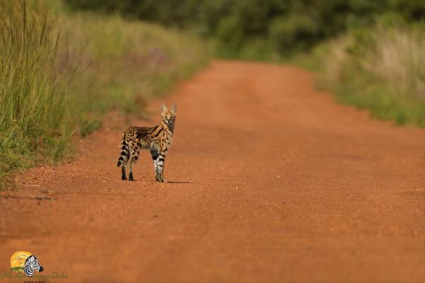Dinokeng Game Reserve - 143304