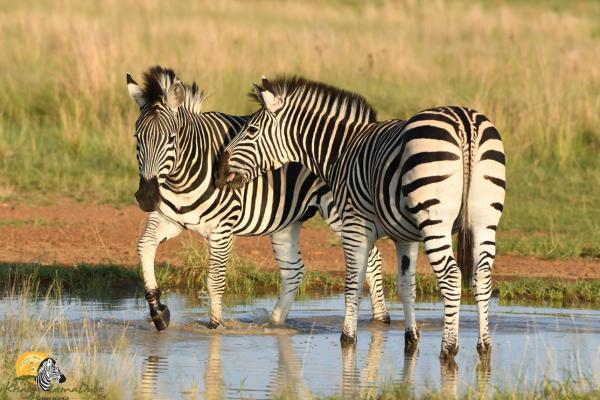 Dinokeng Game Reserve - 143305