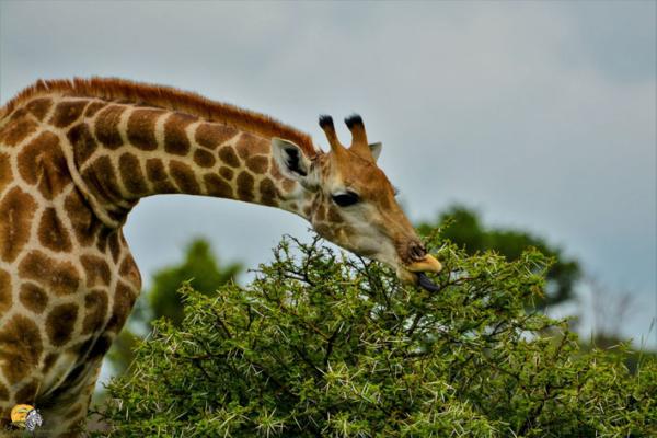 Dinokeng Game Reserve - 143306