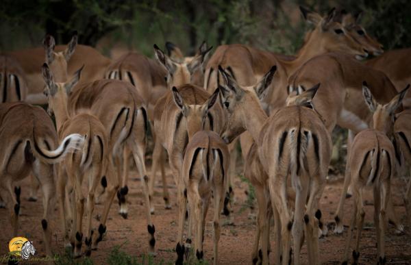 Dinokeng Game Reserve - 143314