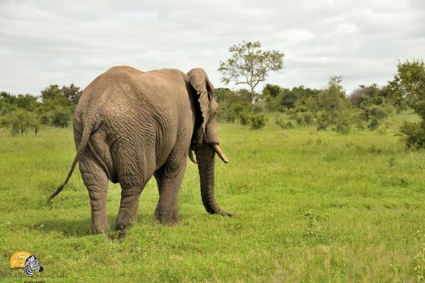 Dinokeng Game Reserve - 143315