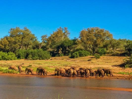 Elephants