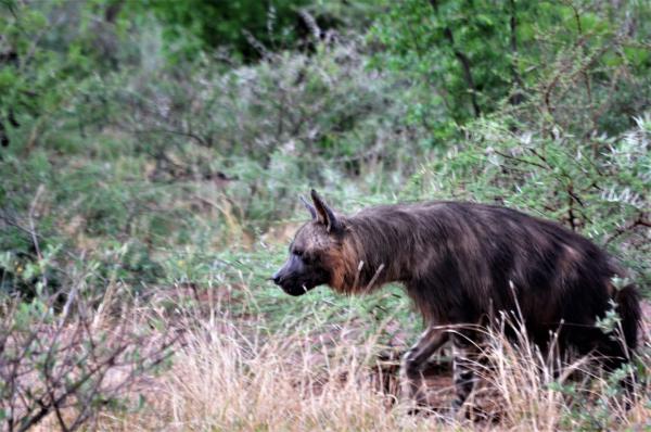 Motswiri Private Safari Lodge - 144367