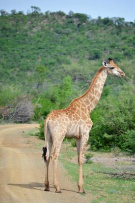 Motswiri Private Safari Lodge - 144368