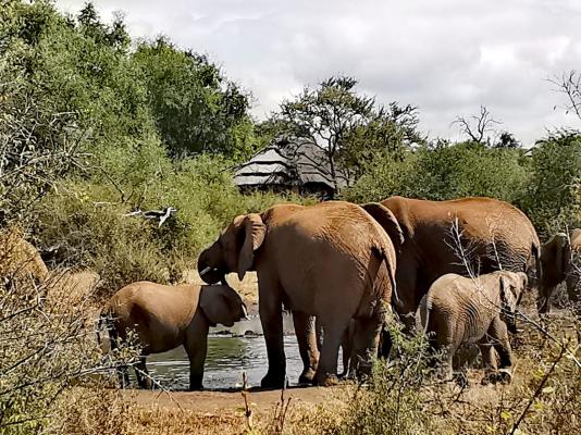 Motswiri Private Safari Lodge - 144374