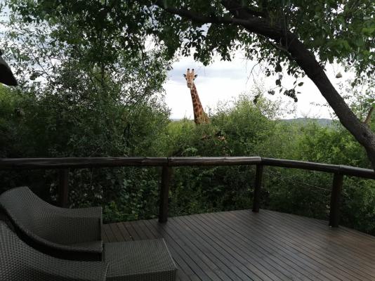 Motswiri Private Safari Lodge - 144379