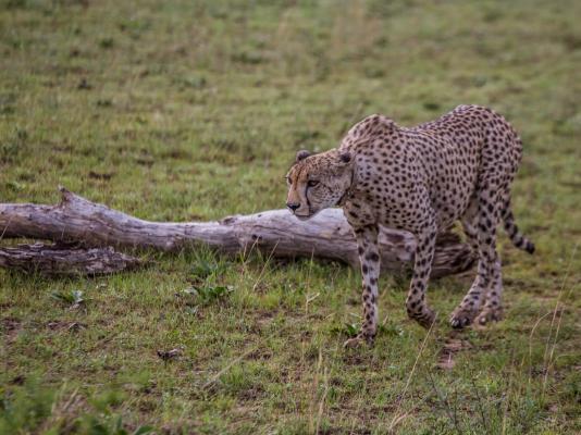 Nkomazi Game Reserve - 145738