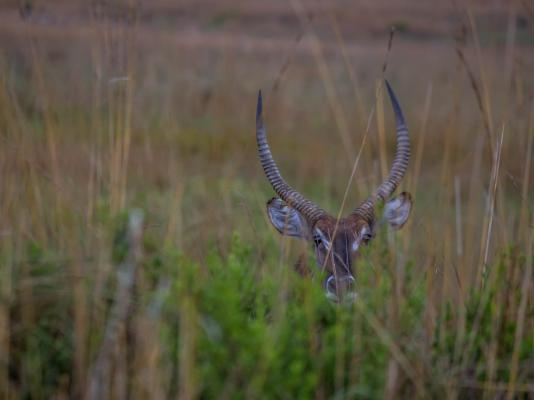 Nkomazi Game Reserve - 145739