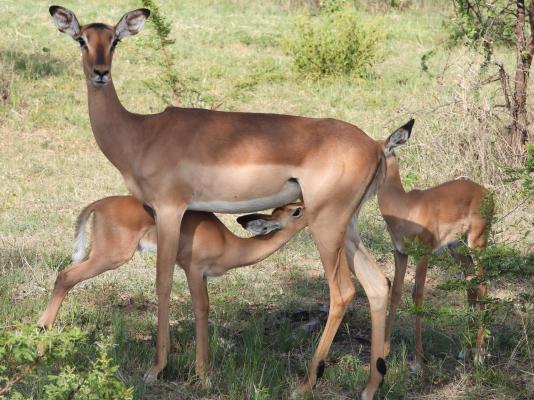 Kwalata Game Lodge - 146655