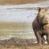 Rhino