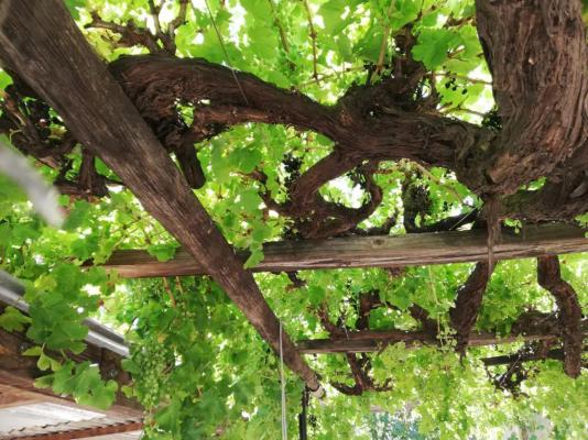 Nooitgedacht Town Lodge - 147872