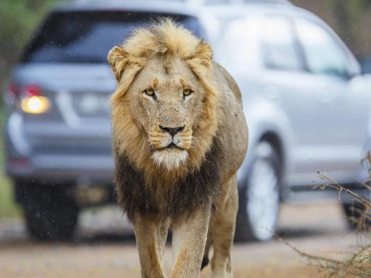 Cambalala Guest House - Kruger Park Lodge - 148262