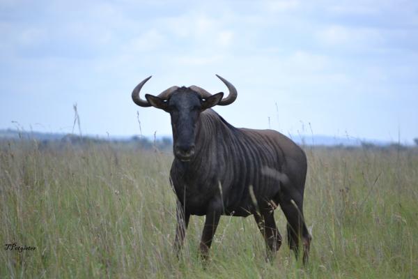 Blue Wildebeest