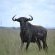 Blue Wildebeest
